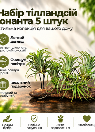 Тіландсія іонанта (𝙩𝙞𝙡𝙡𝙖𝙣𝙙𝙨𝙞𝙖 𝙞𝙤𝙣𝙖𝙣𝙩𝙝𝙖) 𝟱штук