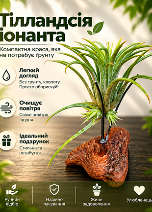 Тиландсия фиалковветочная (𝙩𝙞𝙡𝙡𝙖𝙣𝙙𝙨𝙞𝙖 𝙞𝙤𝙣𝙖𝙣𝙩𝙝𝙖)