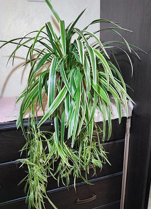 Хлорофітум чубатий оушен (chlorophytum comosum ocean)