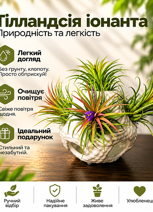 Тиландсия фиалковветочная (𝙩𝙞𝙡𝙡𝙖𝙣𝙙𝙨𝙞𝙖 𝙞𝙤𝙣𝙖𝙣𝙩𝙝𝙖)