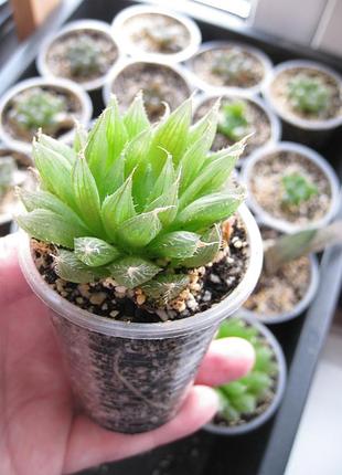 Хавортия купера haworthia cooperi leingthonii