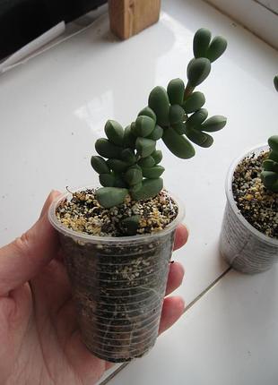 Корпулярия лемана corpuscularia lehmannii 3