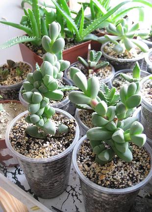 Корпускулярія лемана corpuscularia lehmannii