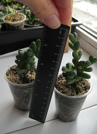 Корпулярия лемана corpuscularia lehmannii 4