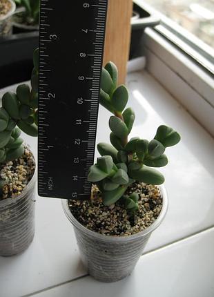 Корпулярия лемана corpuscularia lehmannii 5