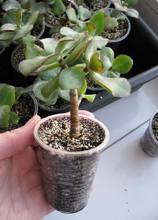 Крассула crassula arborescens blue bird  синій птах