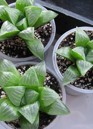 Haworthia retusa хавортія ретуза