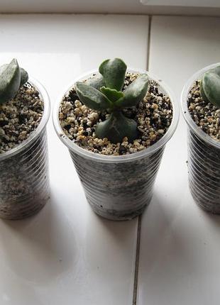 Адроміскус купера adromischus cooperi