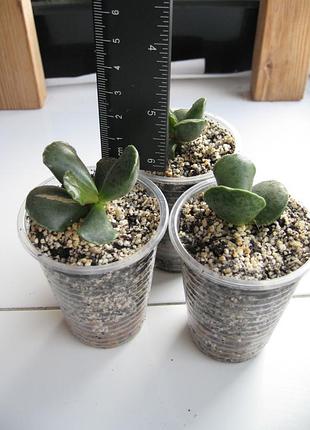 Адроміскус купера adromischus cooperi 2