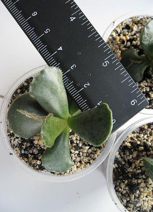 Адроміскус купера adromischus cooperi 3