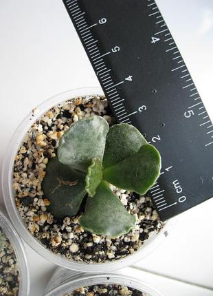 Адроміскус купера adromischus cooperi 4