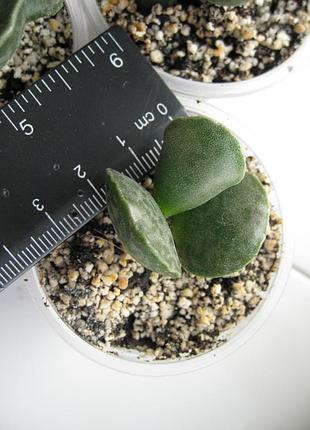 Адроміскус купера adromischus cooperi 5
