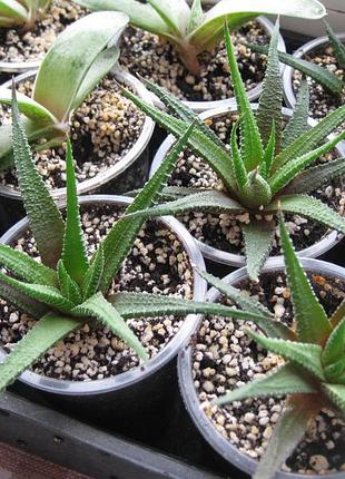 Говортия полосатая haworthiopsis attenuata radula