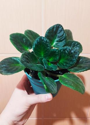 Распродажа фиалок недорого 3