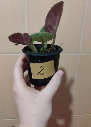 Распродажа фиалок недорого 2