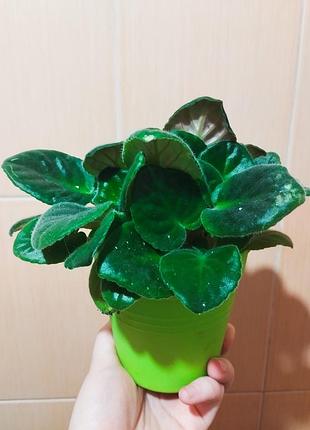 Распродажа фиалок недорого 4