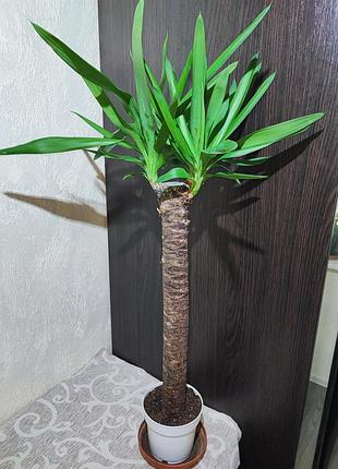 Юкка (yucca)