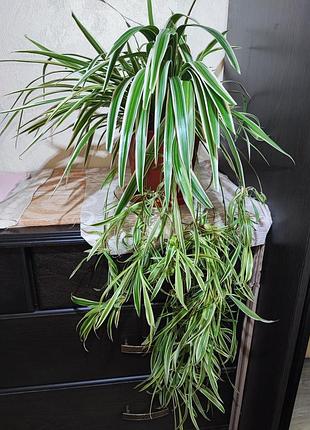 Хлорофитум чубатый оушен (chlorophytum comosum ocean)