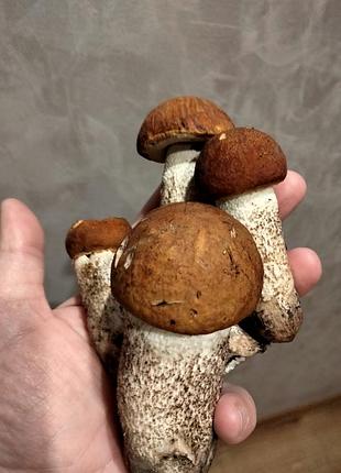 Сушеные,молодые подосожники лесные
