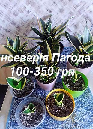 Саджанці квітучих і листяних сансеверія пагода