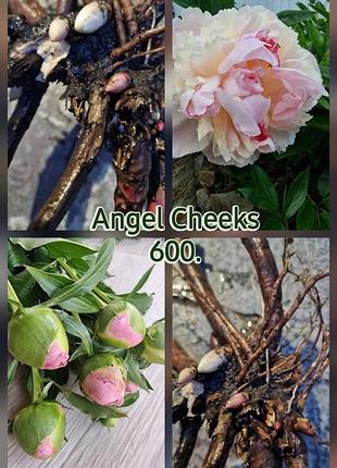 Саджанець півонії angel cheeks
