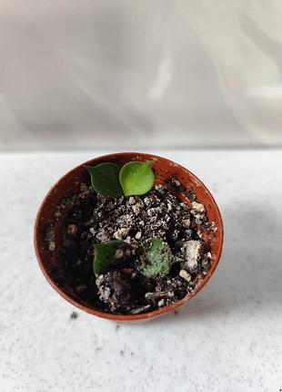 Кімнатна рослина hoya curtisii