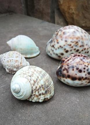 Морські ракушки.