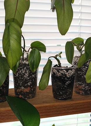 Кімнатна рослина philodendron radiatum