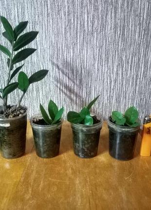 Замиакулькуш (долларовое дерево)