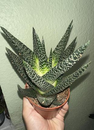 Гастералое роял хайнес (gasteraloe royal highnes)