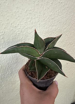 Сансевʼєрія самурай (sansevieria samurai dwarf)