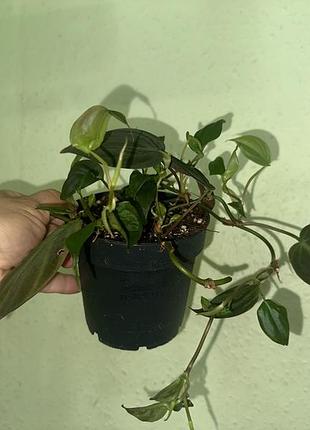 Філодендрон сканденс міканс (philodendron scandens micans)