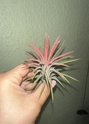 Тілландсія іонанта (tillandsia ionantha)