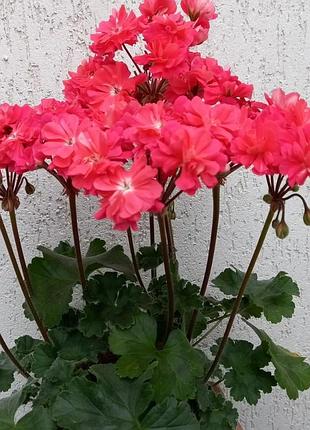 Пеларгония pelargongaragets za rosi