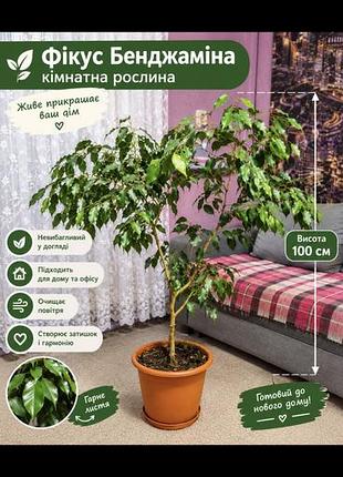 Фикус бенджамина
