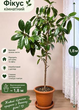 Фикус комнатный 1.5 м
