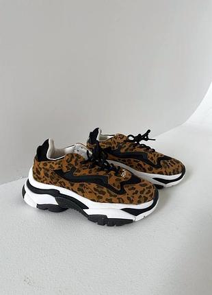 Жіночі кросівки ash leopard | 36–39 6