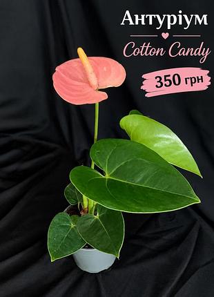 Антуріум рожевий cotton candy