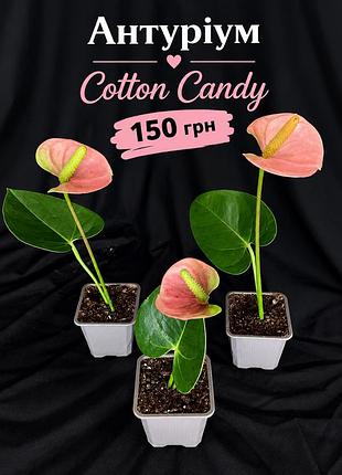 Антуріум рожевий cotton candy