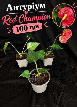 Антуріум червоний red champion