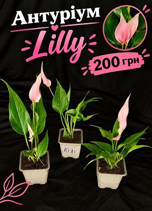 Антуріум рожевий lilly