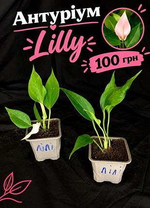 Антуріум рожевий lilly