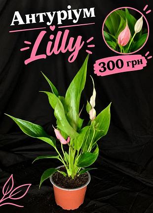 Антуріум рожевий lilly