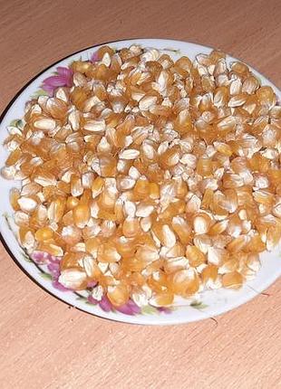 Насіння  кукурудза  бондюель  пакетик  10 грамм вирощена  на  своєму городі