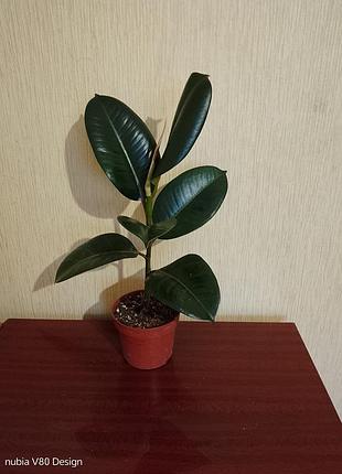 Фикус робуста