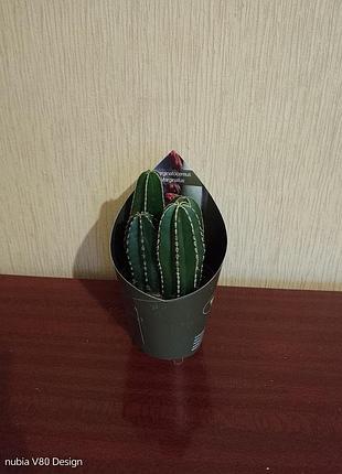 Цереус marginatus 3