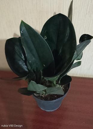 Сциндаптсус treubil dark