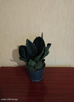 Сциндаптсус treubil dark 4