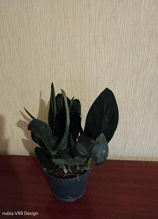 Сциндаптсус treubil dark 5