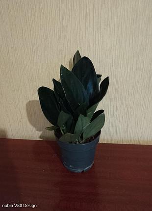 Сциндаптсус treubil dark 3